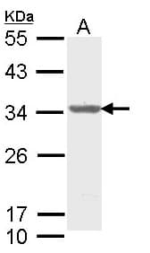 ALY / THOC4 Antibody (aa1-233)