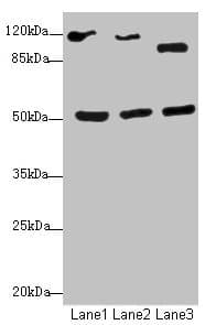 NFIL3 Antibody