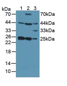 SNAP23 / SNAP-23 Antibody (aa1-211)