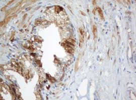 Selenium Binding Protein 1 Antibody (clone OTI2B12, Carrier-free)