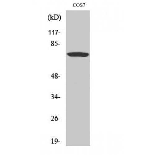 RAF1 / RAF Antibody (200-280 aa)