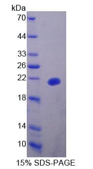 Mouse UXT Protein (Recombinant His-T7)