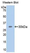 SEMA5B / Semaphorin 5B Antibody (aa350-602, PE)