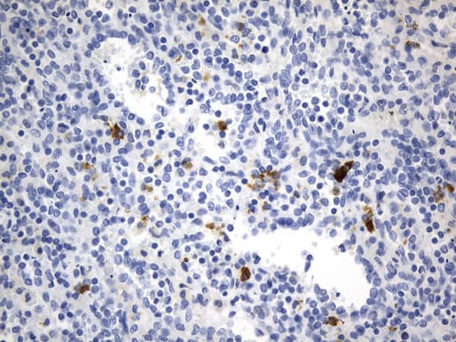 CD275 / B7-H2 / ICOS Ligand Antibody (clone UMAB254, Carrier-free)