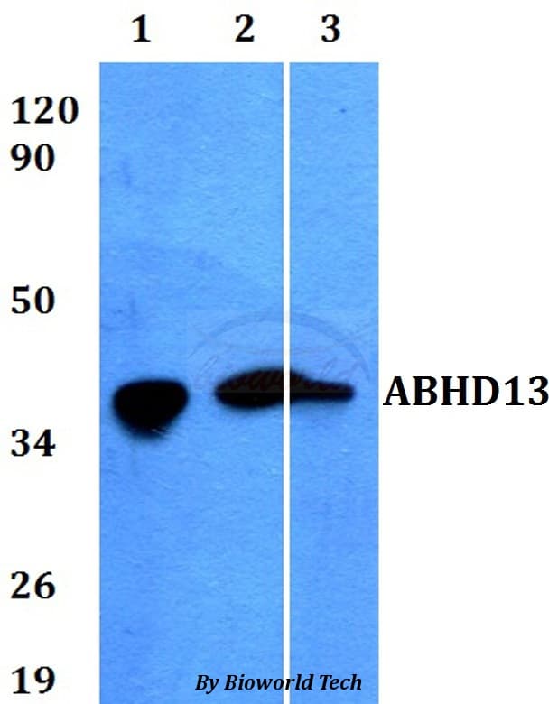 ABHD13 Antibody