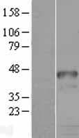 HOXD9 Protein (Over-Expression Lysate Myc-DDK (Flag))