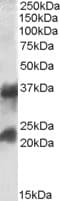 IHC-plus™ CLTA + CLTB Antibody (Internal Region)