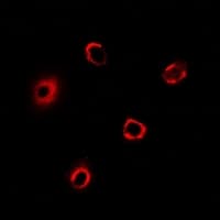 BLID Antibody