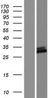 Human C9orf135 Protein (Over-Expression Lysate Myc-DDK (Flag))