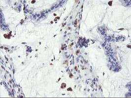 SDS Antibody (clone OTI1A8, Carrier-free)
