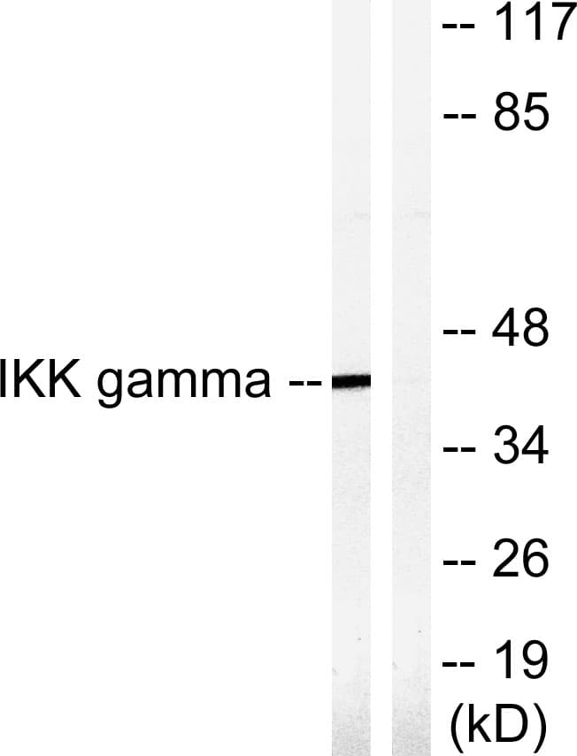 IHC-plus™ IKBKG / NEMO / IKK Gamma Antibody (aa51-100)