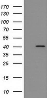 IDO1 / IDO Antibody (clone UMAB252)