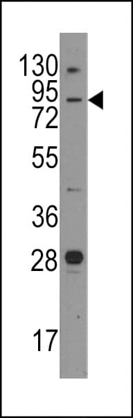 JPH3 Antibody (aa549-578)