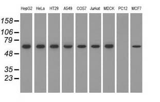 Monoclonal Mouse anti-Human SNX9 / WISP Antibody (clone OTI2B5, IHC, IF, WB)
