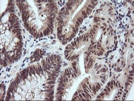 RASSF8 Antibody (clone OTI1A1)