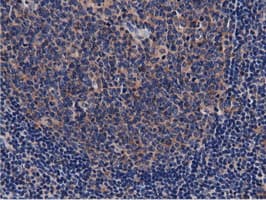 CBWD1 Antibody (clone OTI9H5)