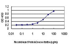 AKAP8 / AKAP95 Antibody (clone 3D4)