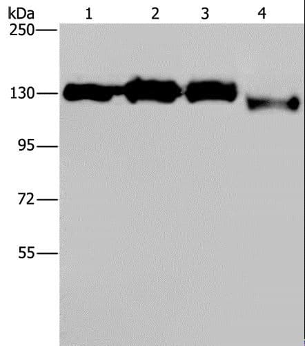 GTF2I / TFII I Antibody