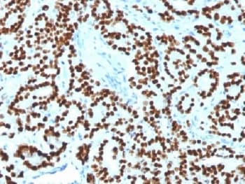 FOXA1 Antibody (clone FOXA1/1518, Azide-free, BSA-free)