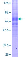 Human FPR1 / FPR Protein (Recombinant GST)