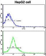 GP78 / AMFR Antibody (aa571-601)