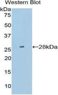 PDIA2 Antibody (aa46-258)