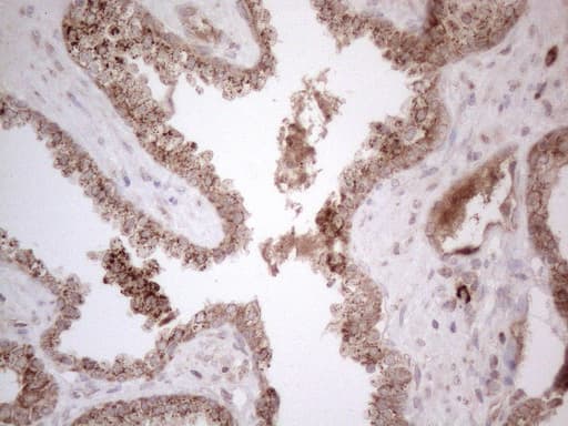 GLOD2 / MCEE Antibody (clone OTI11G7)