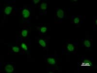 DHX38 Antibody (clone 2271C1a)