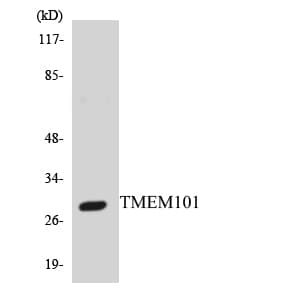 TMEM101 Antibody (aa92-141)