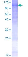 Human DPY19L2 Protein (Recombinant GST)