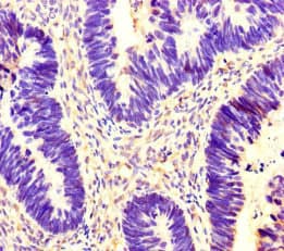 YWHAG / 14-3-3 Gamma Antibody