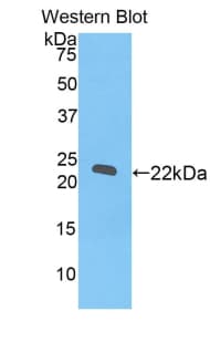 REXO2 Antibody (aa41-213, FITC)