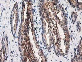 ANXA3 / Annexin A3 Antibody (clone OTI1A5, Carrier-free)
