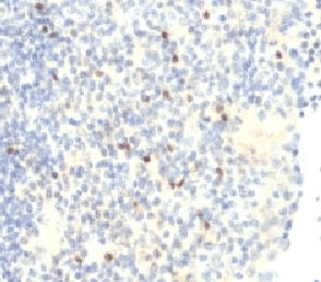 FOXP3 Antibody (N-Terminus, clone FHBP3-1, Azide-free, BSA-free)