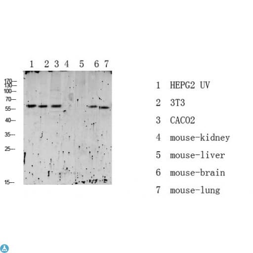 RICK / RIP2 Antibody (Ser176)