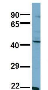 Polyclonal Rabbit anti-Human Aspartate Aminotransferase Antibody (N-Terminus, WB)