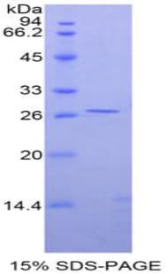 Rat GATA4 Protein (Recombinant His-T7)