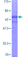 Human CGR19 / CGRRF1 Protein (Recombinant GST)