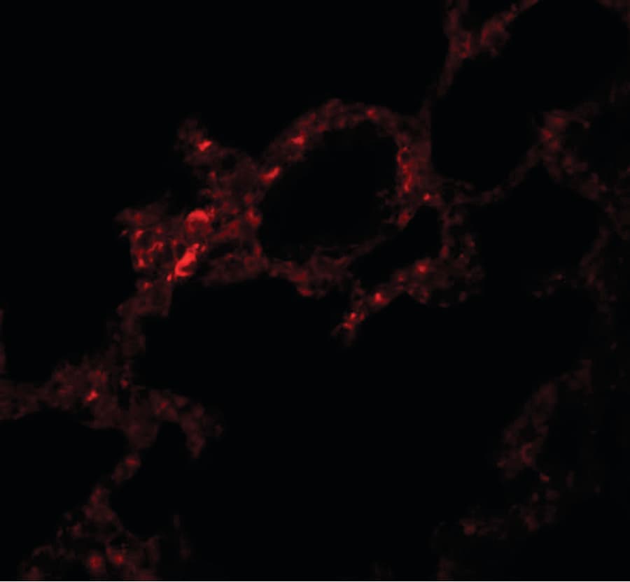 IHC-plus™ PKDCC / SGK493 Antibody