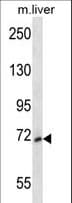 Polyclonal Rabbit anti-Mouse MAP3K3 / MEKK3 Antibody (aa228-257, WB)