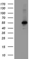 MEIS3 Antibody (clone OTI1E4)