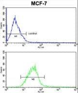 PIN1 Antibody (aa30-56)