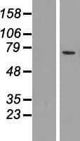 Mucolipin 2 / MCOLN2 Protein (Over-Expression Lysate Myc-DDK (Flag))
