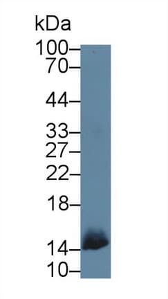 OCM / Oncomodulin Antibody (aa1-109, Biotin)