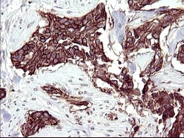 RASSF8 Antibody (clone OTI1F5)