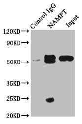 Polyclonal Rabbit anti-Human NAMPT / Visfatin Antibody (aa1-280, IHC)