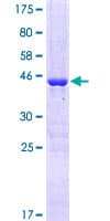 Human RAP1A Protein (Recombinant GST)