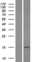 Human BLID Protein (Over-Expression Lysate Myc-DDK (Flag))
