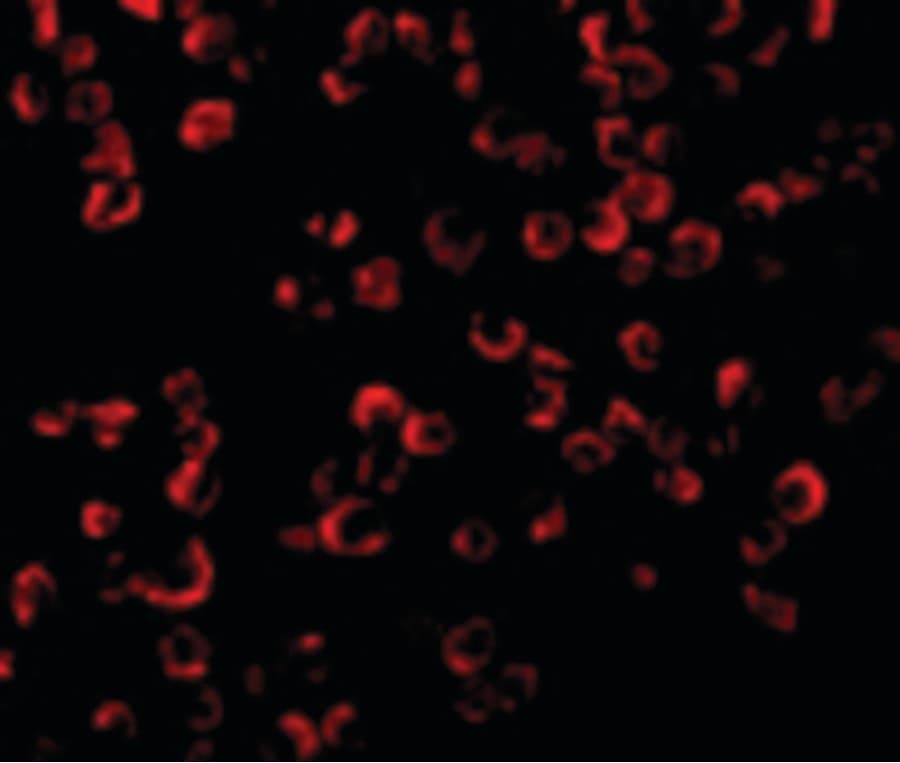 IHC-plus™ Polyclonal Rabbit anti-Human TRAF6 Antibody (IHC, IF, WB)