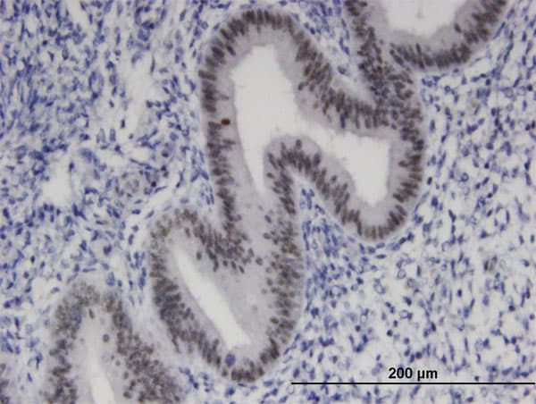ZNF191 / ZNF24 Antibody (clone 4A1)